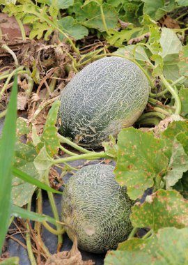 Yazın, karpuzlar açık organik topraklarda yetişir.
