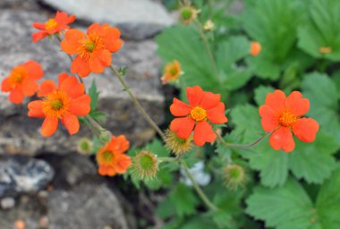 Geum quellyon baharda bahçede çiçek açar.