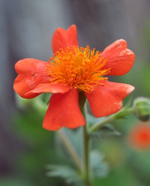 Geum quellyon baharda bahçede çiçek açar.