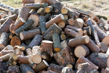 Isıtmak için odunları kesen bir odun yığınının içinde.