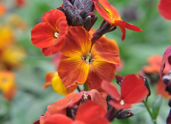 stock image In spring, Erysimum cheiri (Cheiranthus cheiri) blooms in the garden in the flower garden