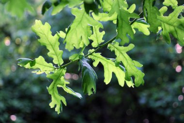 A valuable oak tree with a branch and leaves