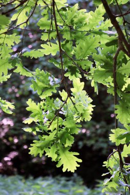 A valuable oak tree with a branch and leaves