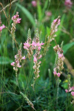 Yabani otların arasındaki çayırlarda azizler çiçek açar (onobrychis)).
