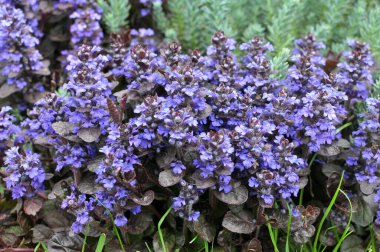 Ajuga sürüngenleri baharda bahçede çiçek açar.