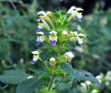 Yaz mevsimi yabani otların arasında, ısırgan otu filizleri Galeopsis Specosa