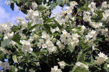 Bahçede bahar çiçek açıyor yasemin çalısı