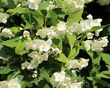 Bahçede bahar çiçek açıyor yasemin çalısı