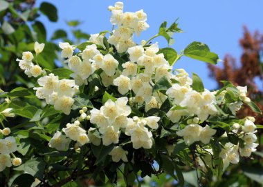 Bahçede bahar çiçek açıyor yasemin çalısı