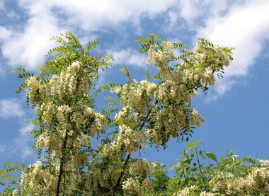 Baharda, beyaz akasya (Robinia psödoacia) vahşi doğada çiçek açar.