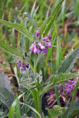 Çayırda, yabani otların arasında kuş (Symphytum officinale) çiçek açıyor.