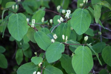 Hanımeli (Lonicera) ilkbaharda doğada çiçek açar