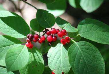 Yazın, hanımeli (Lonicera xylosteum) çalıları meyveleri olgunlaşır