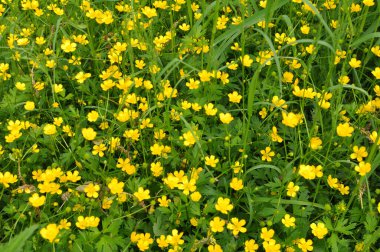 Yabani otların arasında sürünen düğün çiçeği (Ranunculus tövbe eder) yetişir.