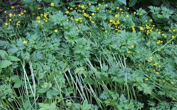 stock image Creeping buttercup (Ranunculus repens) grows among grasses in the wild