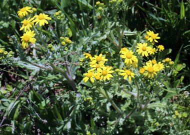 Senecio Vernalis baharda doğada yetişir.