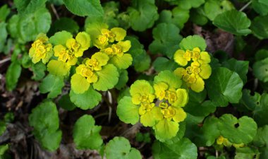 İlkbaharda vahşi doğada krisosplenyum alternatif neşter açar.