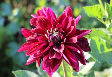 Bahçe çiçekleri (Dahlia pinnata) yazın sonunda çiçek bahçesinde açar.