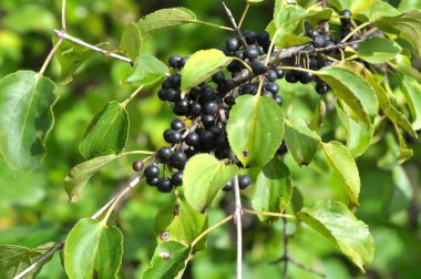 Böğürtlenler, Rhamnus katartika çalılarının dalında olgunlaşıyor.