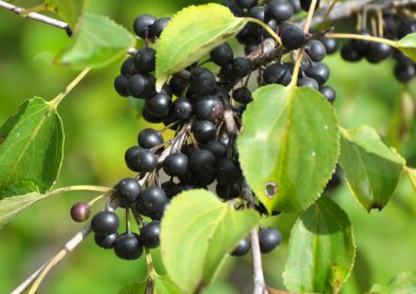 Böğürtlenler, Rhamnus katartika çalılarının dalında olgunlaşıyor.