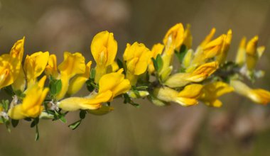 Chamaecytisus ruthenicus blooms in the wild in spring