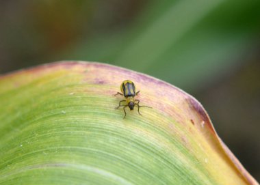 Bitkinin üzerinde zararlı bir böcek bulunur - Batı mısır böceği (Diabrotica virgifera virgifera virgifera)