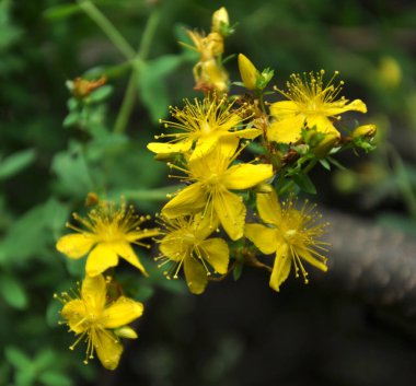 Vahşi doğada, ormanda Aziz John otları çiçek açar (hypericum perforatum) 