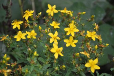 Vahşi doğada, ormanda Aziz John otları çiçek açar (hypericum perforatum) 