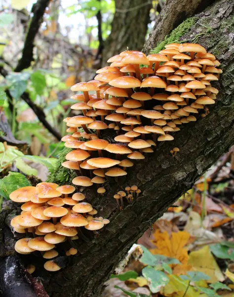 Flammulina Velutipes Winter Mushrooms Growing Wild Old Tree Trun — Stock Photo, Image