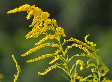 Solidago canadensis yazın sonlarında vahşi bir şekilde çiçek açar.