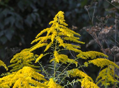 Solidago canadensis yazın sonlarında vahşi bir şekilde çiçek açar.