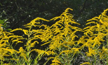 Solidago canadensis yazın sonlarında vahşi bir şekilde çiçek açar.