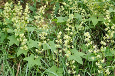 Yazın, Eckinocystis Lobata vahşi doğada yetişir.