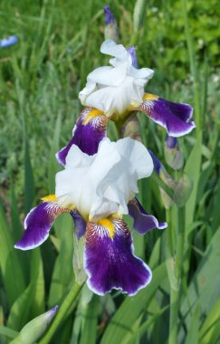 Baharda, süsen çiçekleri çiçek açar.