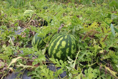 Tarlada, açık arazide olgun karpuzlar.