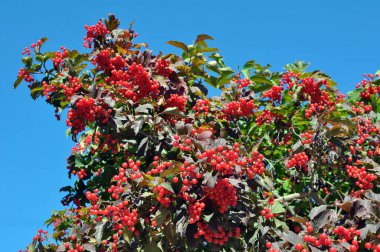 Bir çalılığın dalında kırmızı böğürtlen gülü, viburum opulus