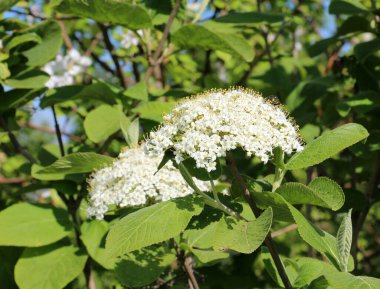 İlkbaharda Viburnum 'un vahşi çiçeklerinde (Viburnum lantana)