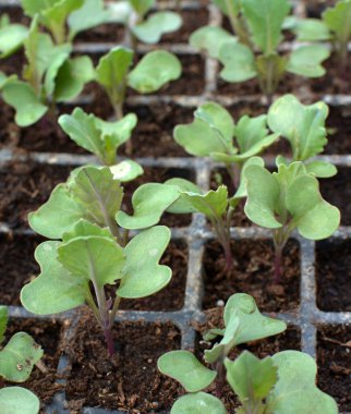 Plastik kasetlerde organik toprakla yetişen lahana tohumları..