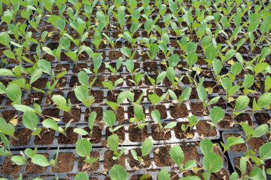 Plastik kasetlerde organik toprakla yetişen lahana tohumları..