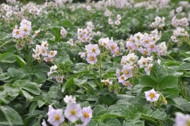 Çiftçi tarlasında, patates çiçekleri boldur.