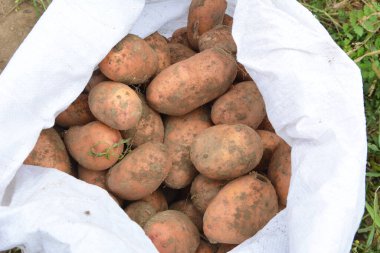 Patatesler tarlada bir çantada toplanır.