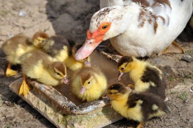 Bir dişi misk ördeği (Cairina moschata) ile köyün bahçesinde yavrusu