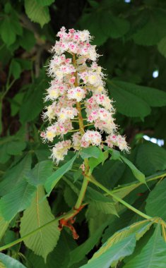 İlkbaharda kestane çiçekleri doğada açar (Aesculus hipokastanum, acı kestane)
