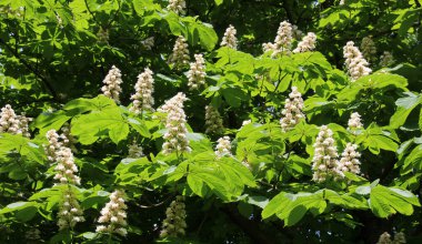 İlkbaharda kestane çiçekleri doğada açar (Aesculus hipokastanum, acı kestane)