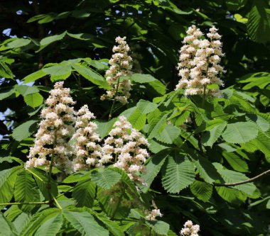 İlkbaharda kestane çiçekleri doğada açar (Aesculus hipokastanum, acı kestane)