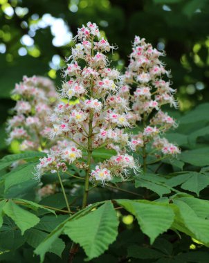 İlkbaharda kestane çiçekleri doğada açar (Aesculus hipokastanum, acı kestane)