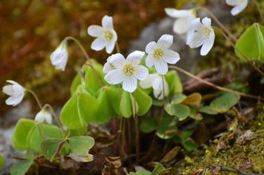 Vahşi ormanda ilk bahar çiçekleri Oxalis acetosella çiçek. 