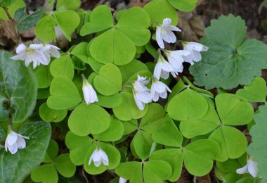 Vahşi ormanda ilk bahar çiçekleri Oxalis acetosella çiçek. 