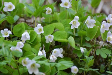 Vahşi ormanda ilk bahar çiçekleri Oxalis acetosella çiçek. 