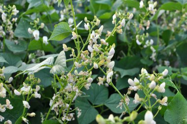Genel fasulye (Fhaseolus vulgaris) bahçede açık alanda çiçek açar